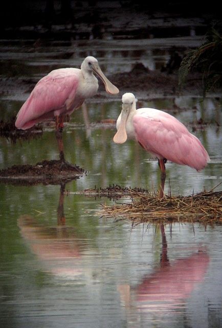 Фотографии Spoonbill