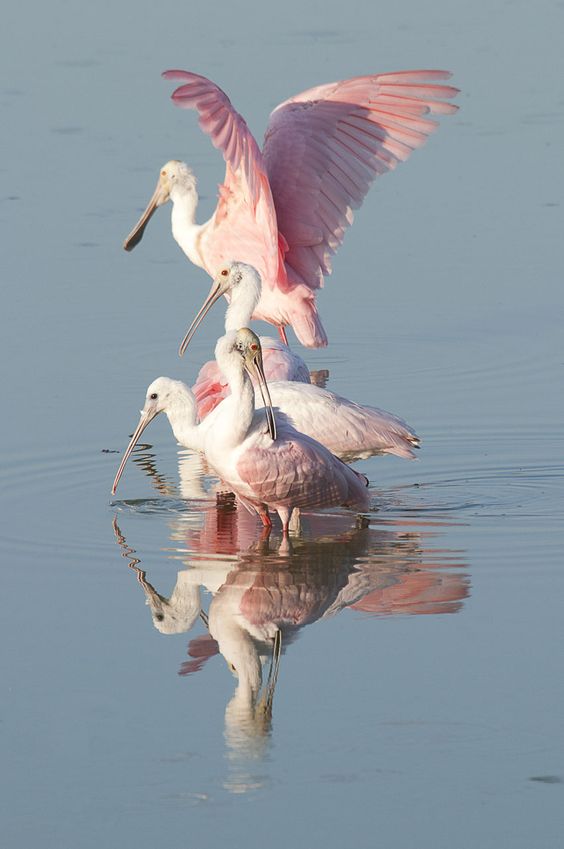 Фотографии Spoonbill