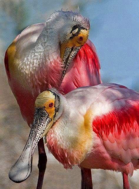 Фотографии Spoonbill