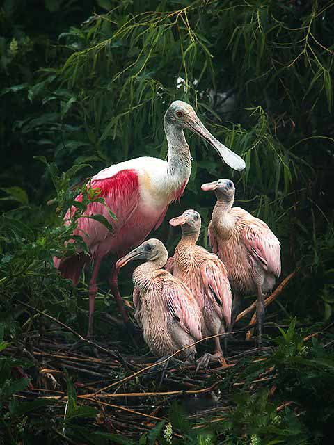 Фотографии Spoonbill