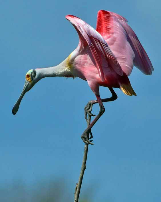 Фотографии Spoonbill