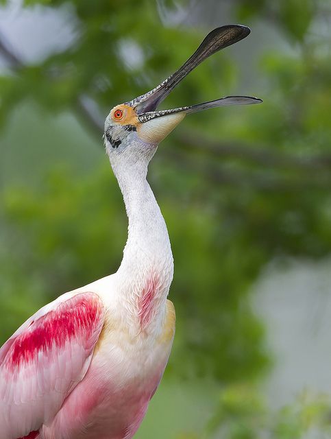 Фотографии Spoonbill