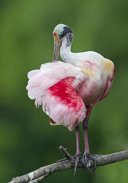 Фотографии Spoonbill