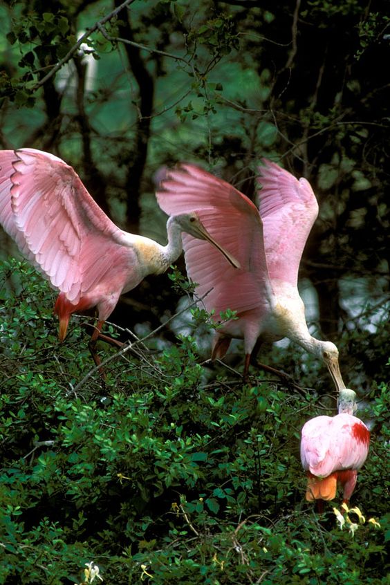 Фотографии Spoonbill