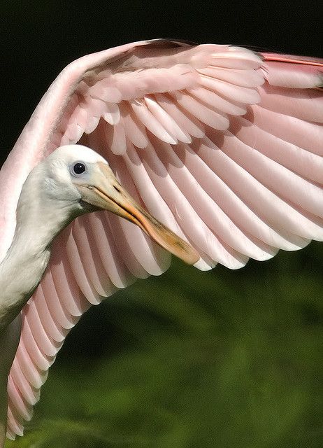 Фотографии Spoonbill