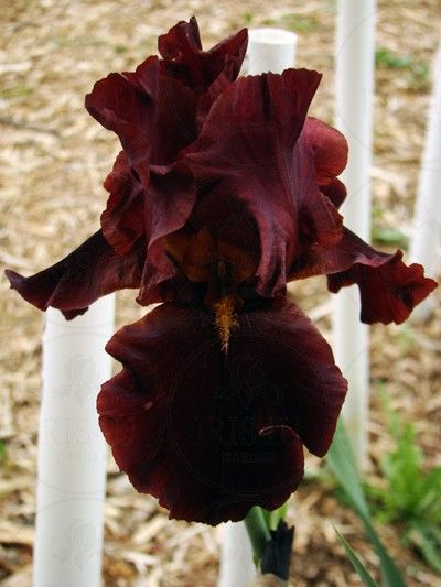 Iris ����