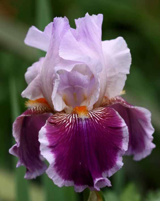 Iris ����