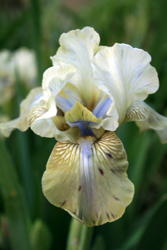 Iris ����
