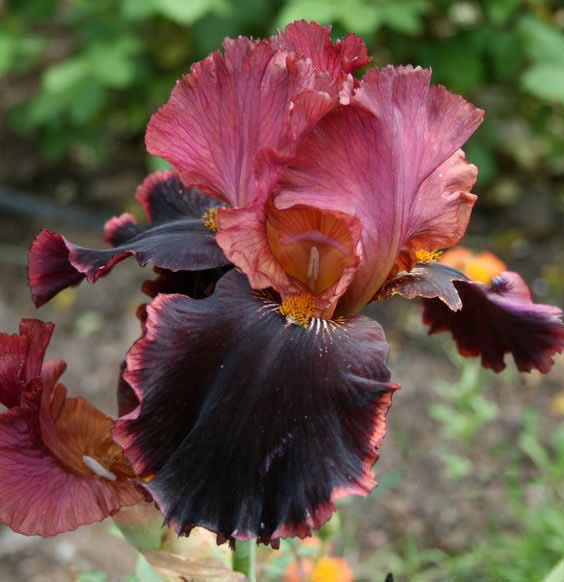 Iris ����