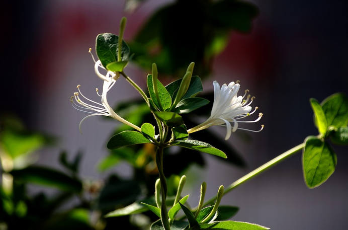 金银花颜