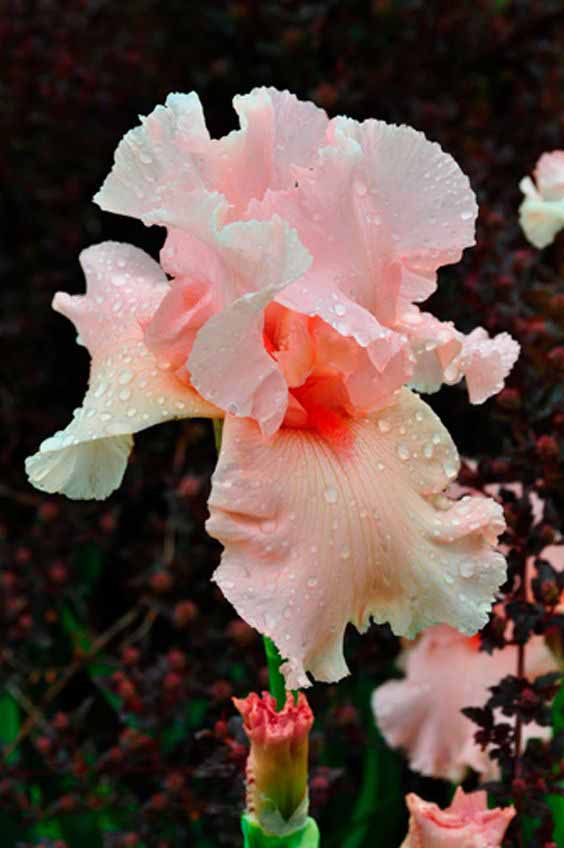 Iris ����