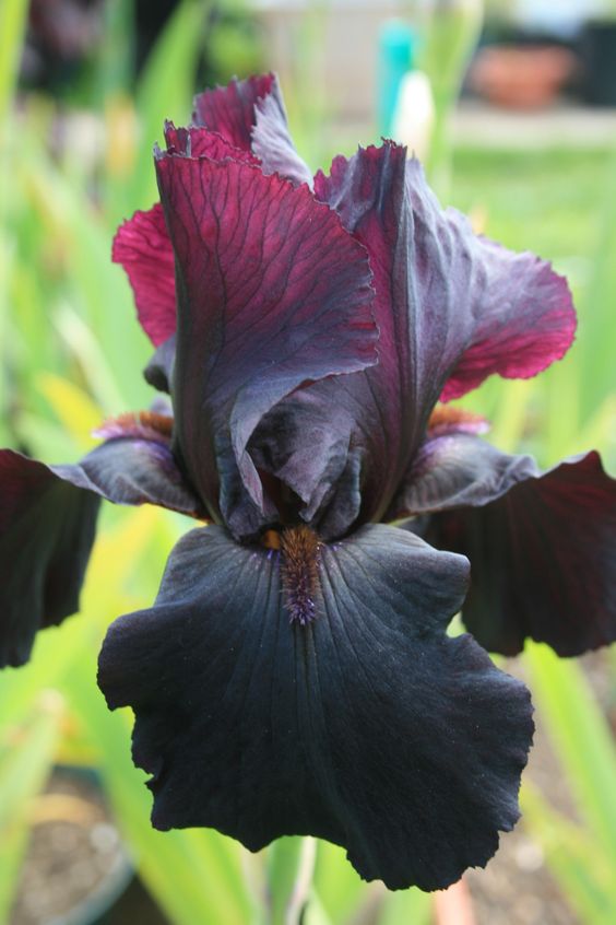 Iris ����