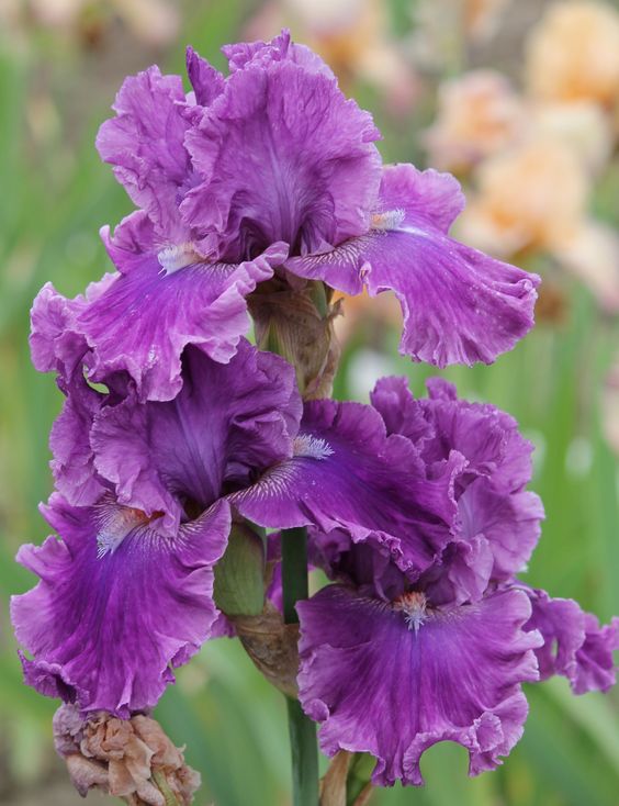 Iris ����