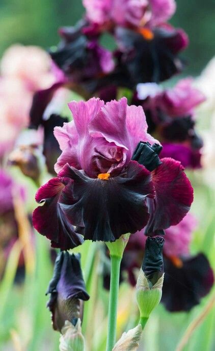 Iris ����