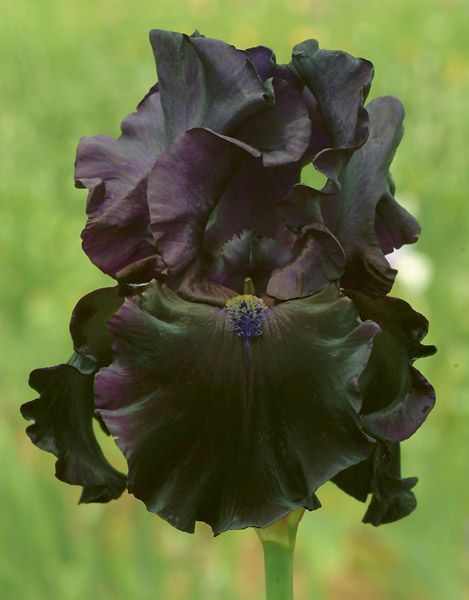 Iris ����