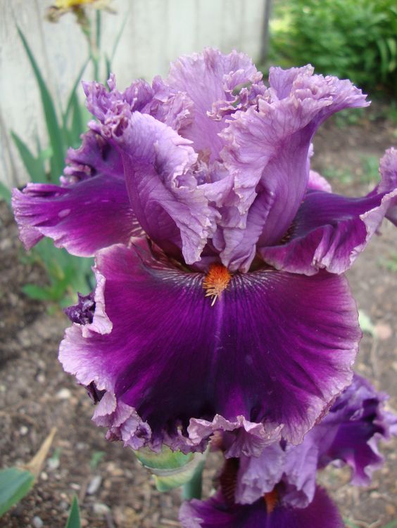 Iris ����