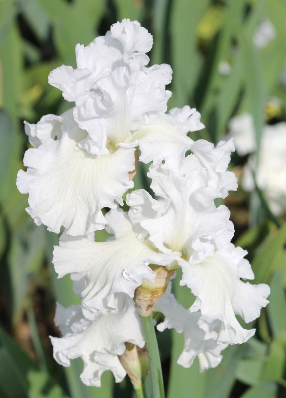 Iris ����