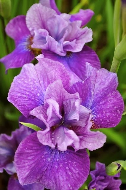 Iris ����