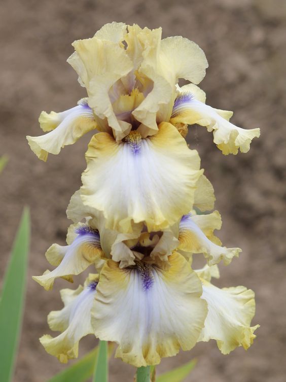 Iris ����