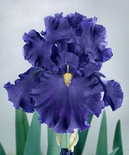 Iris ����