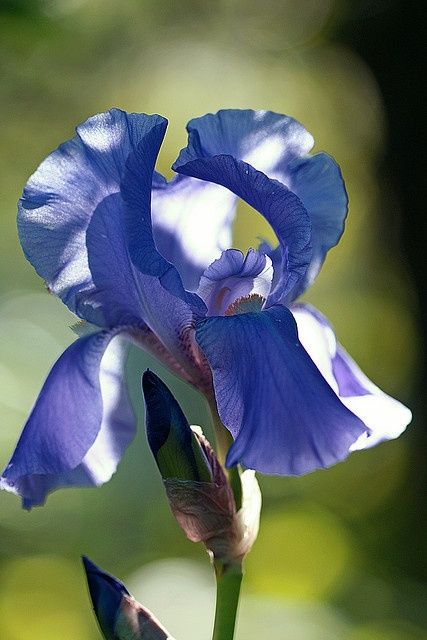 Iris ����