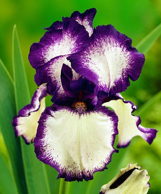 Iris ����