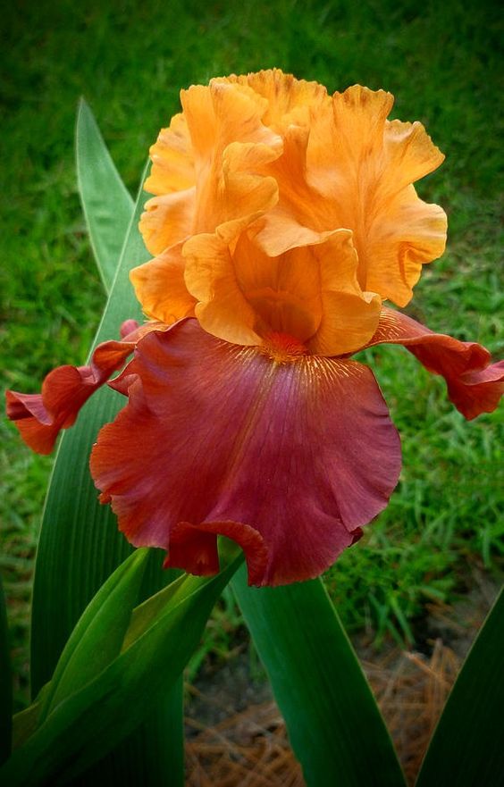 Iris ����