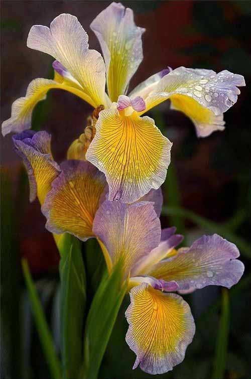 Iris ����