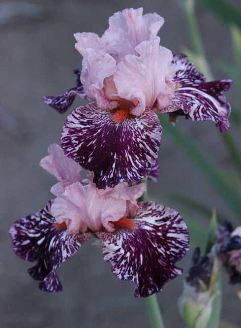 Iris ����