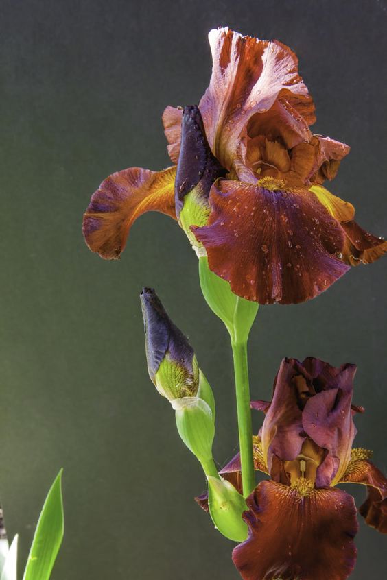 Iris ����