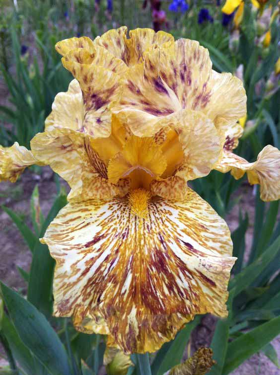 Iris ����