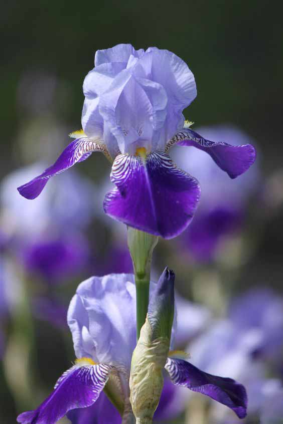 Iris ����