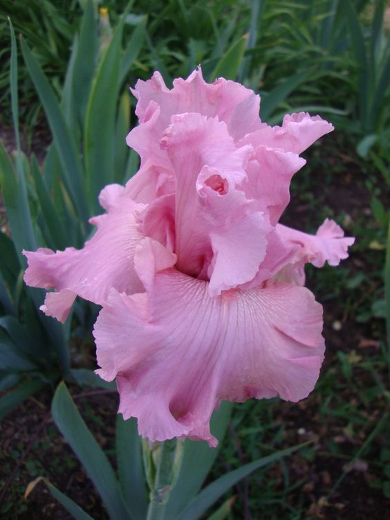 Iris ����