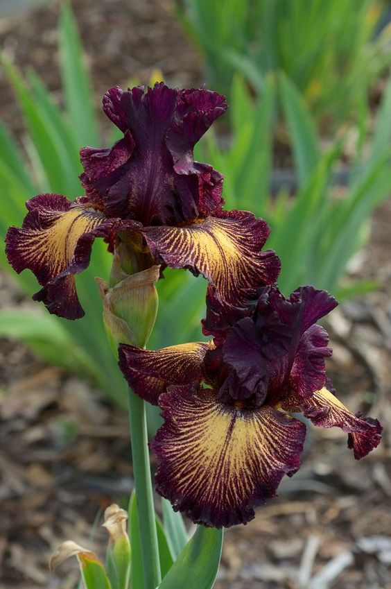 Iris ����
