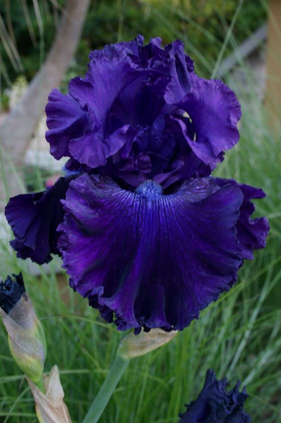 Iris ����