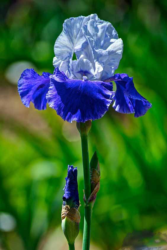 Iris ����