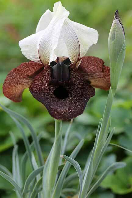 Iris ����