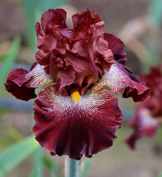 Iris ����