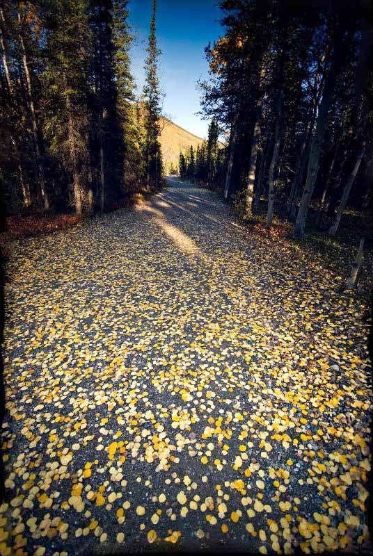 Alaska ���� ���� ������