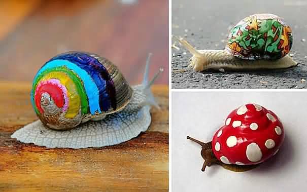 彩绘蜗牛如此可爱