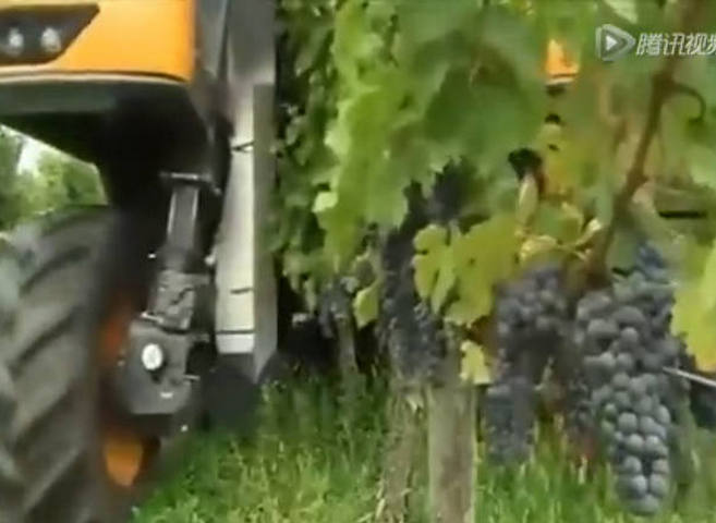 德国农民居然用收割机摘葡萄