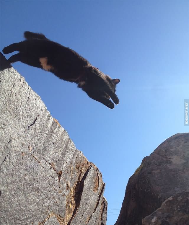 攀岩的貓咪