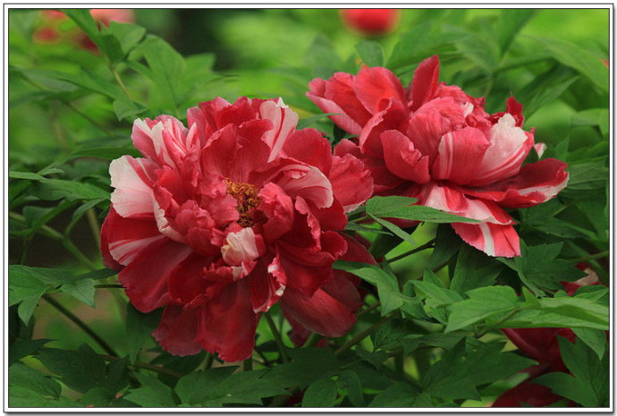 牡丹花 Amazon｜模擬八重牡丹の花飾り 模擬牡丹3輪の花束 (Color : Deep
