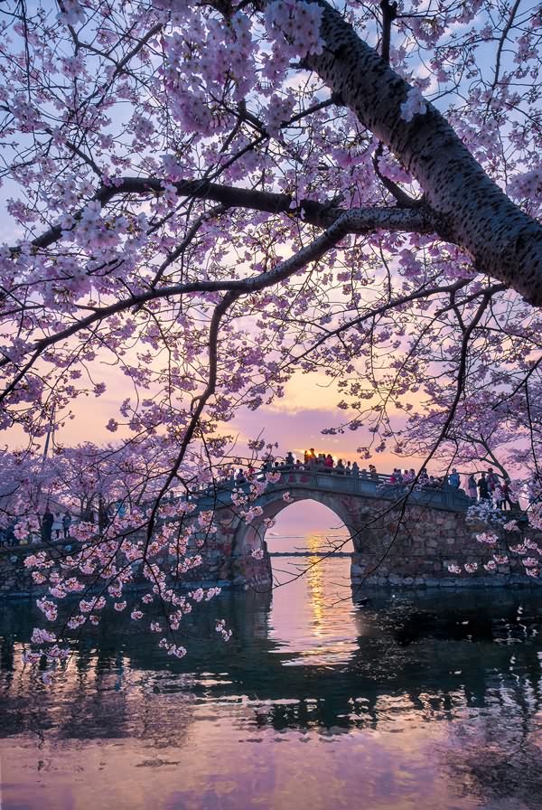美！樱花桥