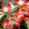 花卉：朱顶红花