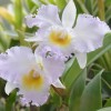 这花真好看，娇娇的卡特兰