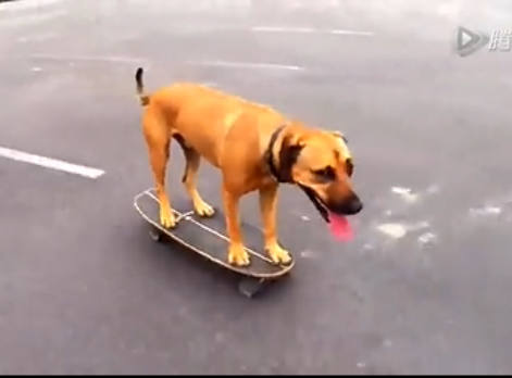 狗狗玩滑板