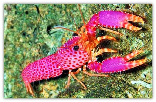 色彩鲜艳的小花虾