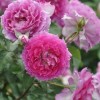 一花一意