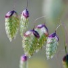 淡淡花草